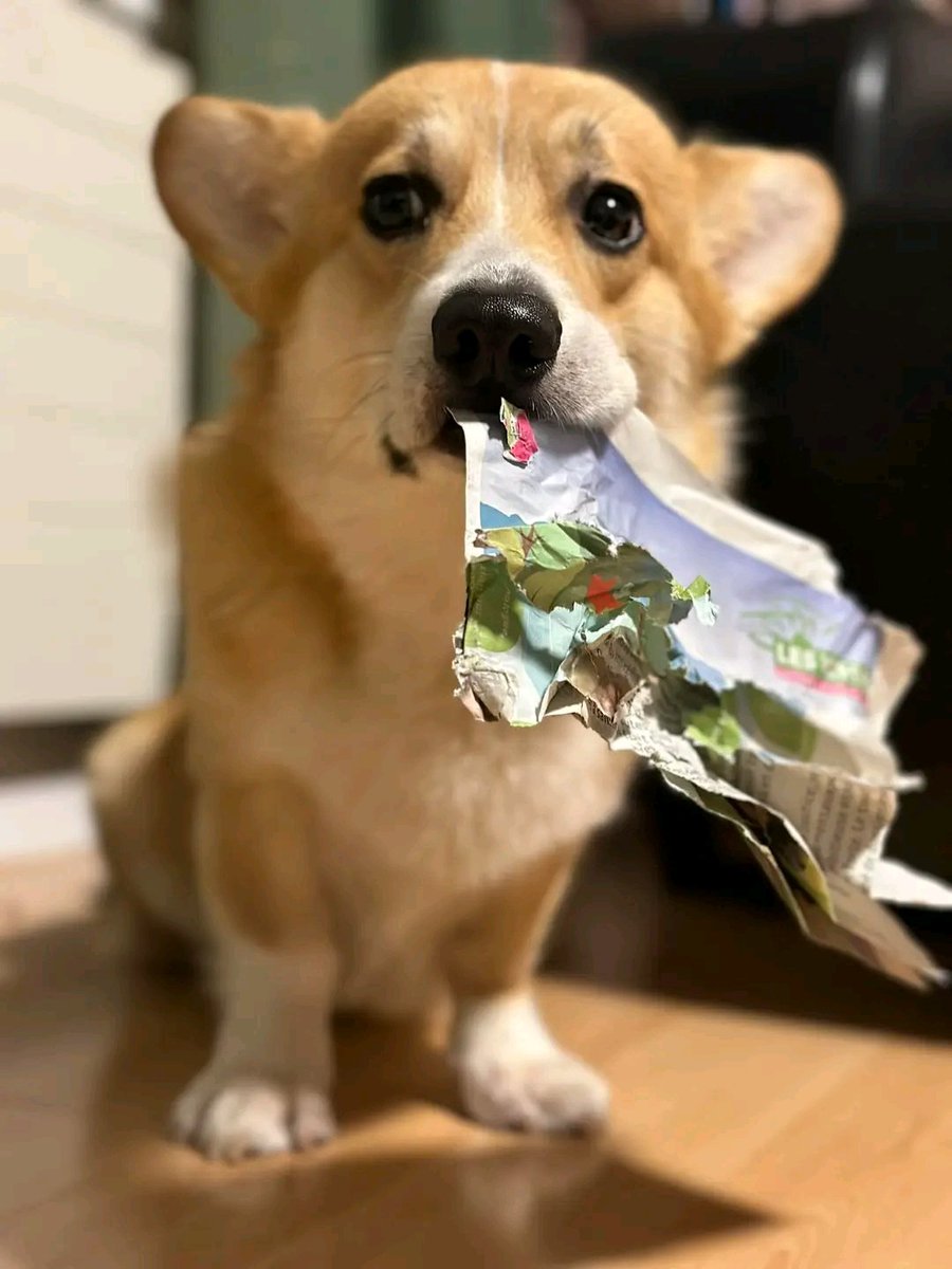 CorgiArenaWorld's tweet image. Oh no!
