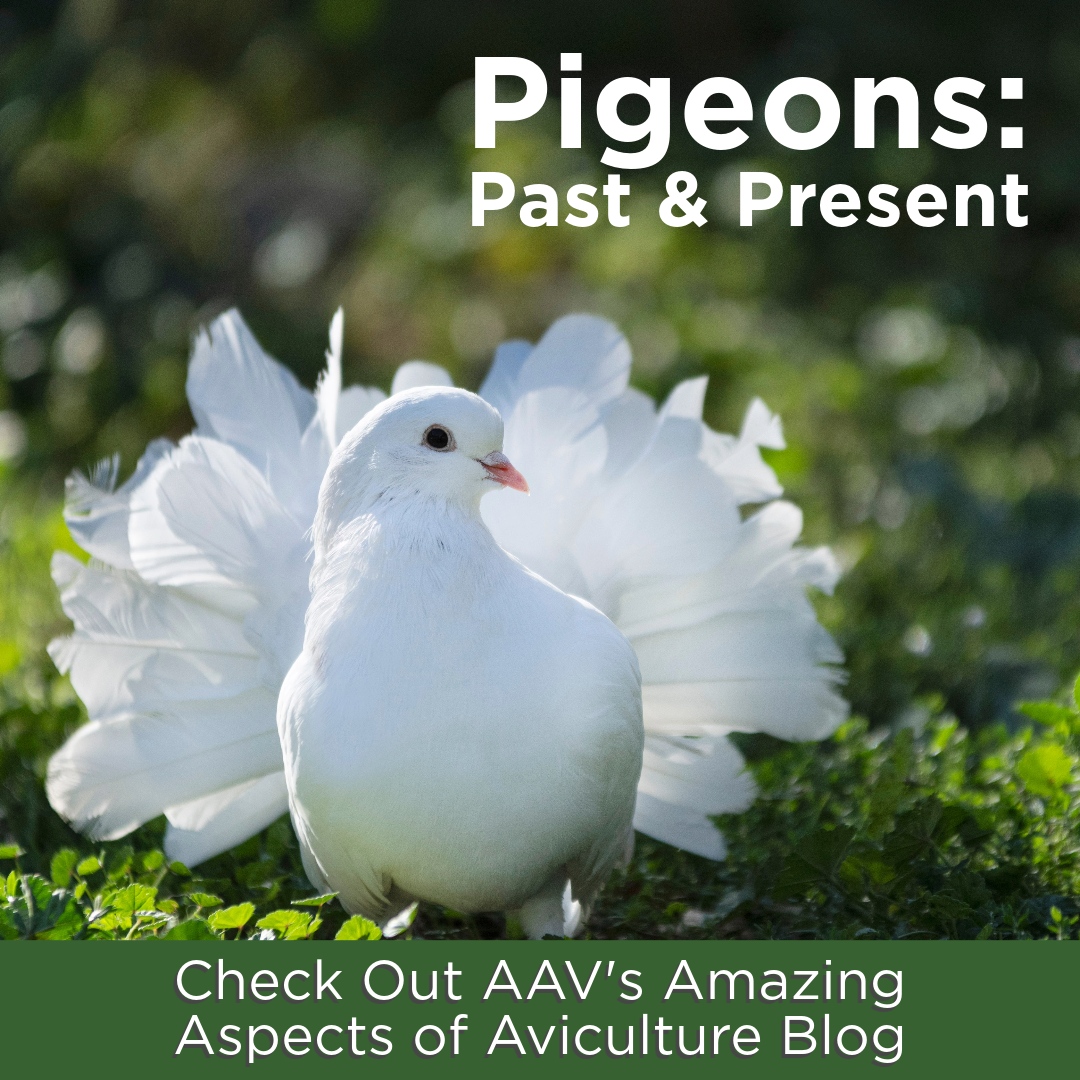 aavonline's tweet photo. Pigeons: Past &amp; Present 

The ties between people and pigeons dates back thousands of years. The ancient Mesopotamians worshipped pigeons as a symbol for fertility.

Learn more: https://t.co/DLWZ7UDmoR

#aav #aavmember #avianvets https://t.co/KCfYPI1eVF