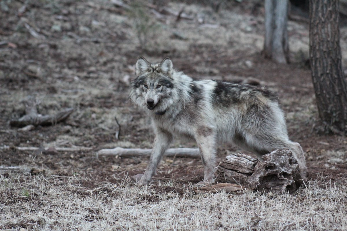 A captive Mexican wolf was observed circling to the left, with proprioceptive deficits, ataxia, and probable visual impairment. Following diagnostic evaluation, the wolf was found to have a brain tumor. Read the case report at usgs.gov/centers/nwhc/n…