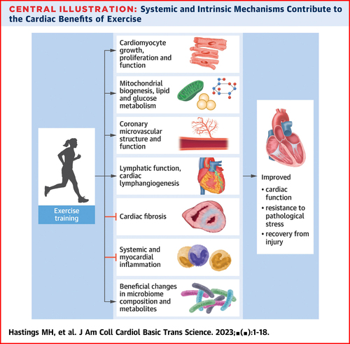 Intrinsic and Extrinsic Contributors to the Cardiac Benefits of Exercise 
👉 jacc.org/doi/10.1016/j.… 
#exercise #training #cardiologie #JACC