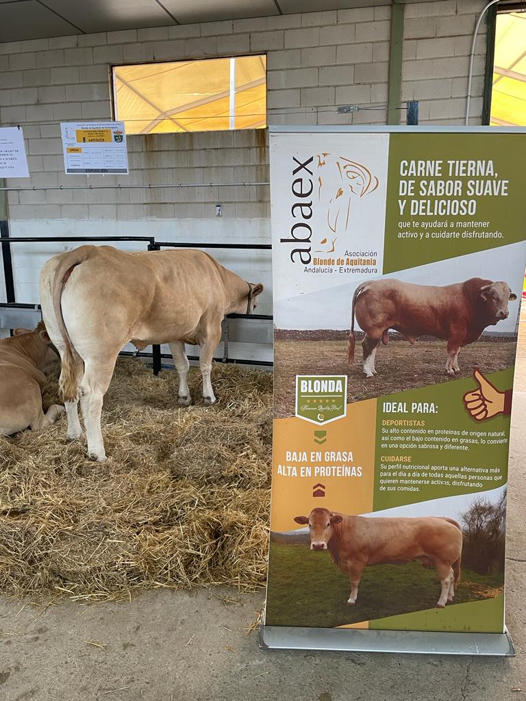 conabaoficial's tweet photo. El último fin de semana de octubre tuvo lugar la feria ganadera de Albalá, Cáceres. Ganaderos de ABAEX estuvieron presentes en el evento con algunos de sus ejemplares. https://t.co/D5t0r4OJGj