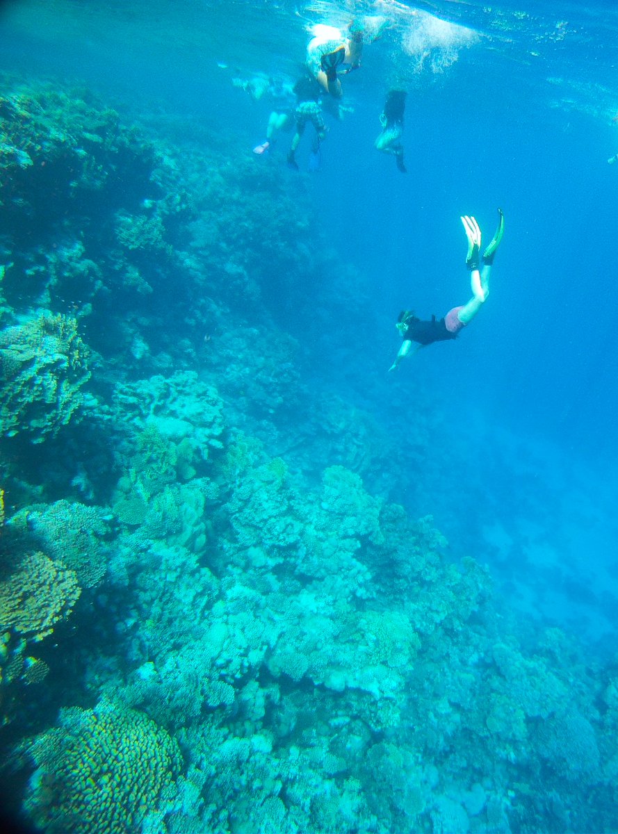 davemarinebio's tweet photo. Five days into the @UofG_SBOHVM Tropical Marine Biology field course in the beautiful Red Sea, #egypt. Diving, freediving, and fish. https://t.co/Rao1pTTcPl