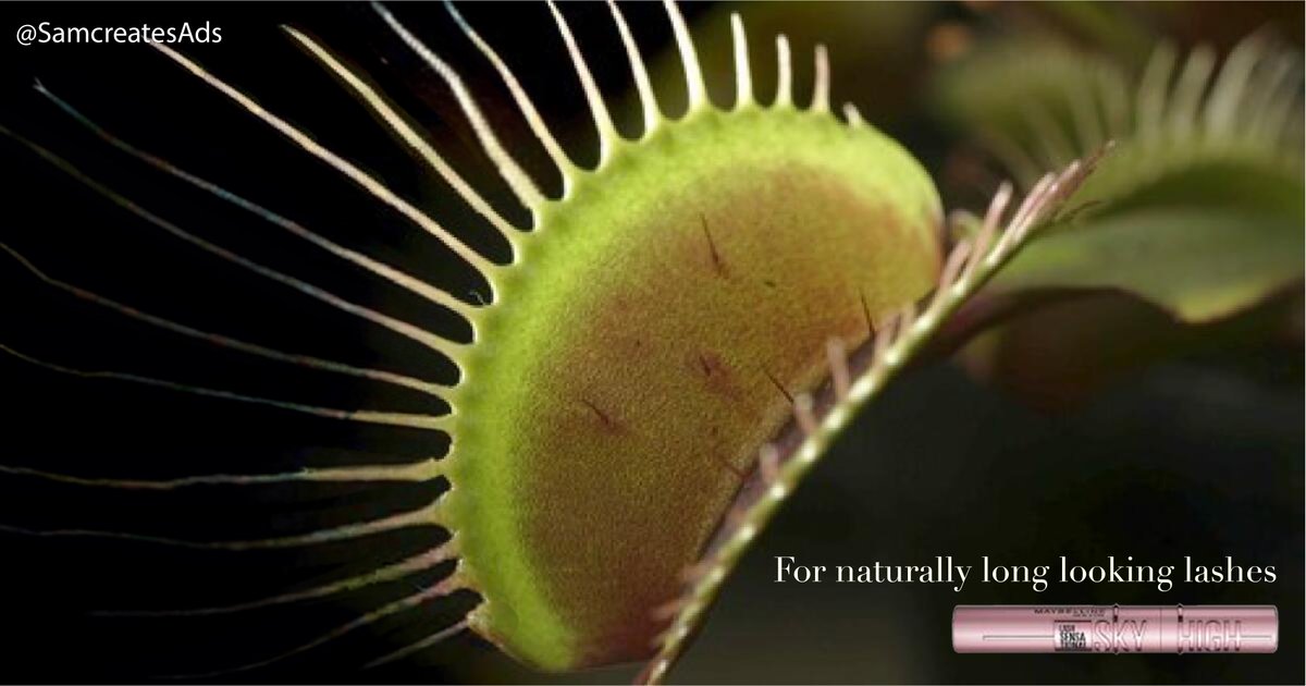 For naturally long looking lashes <a href="/OneMinuteBriefs/">One Minute Briefs ⏱️</a> Create posters to advertise #VenusFlyTraps
