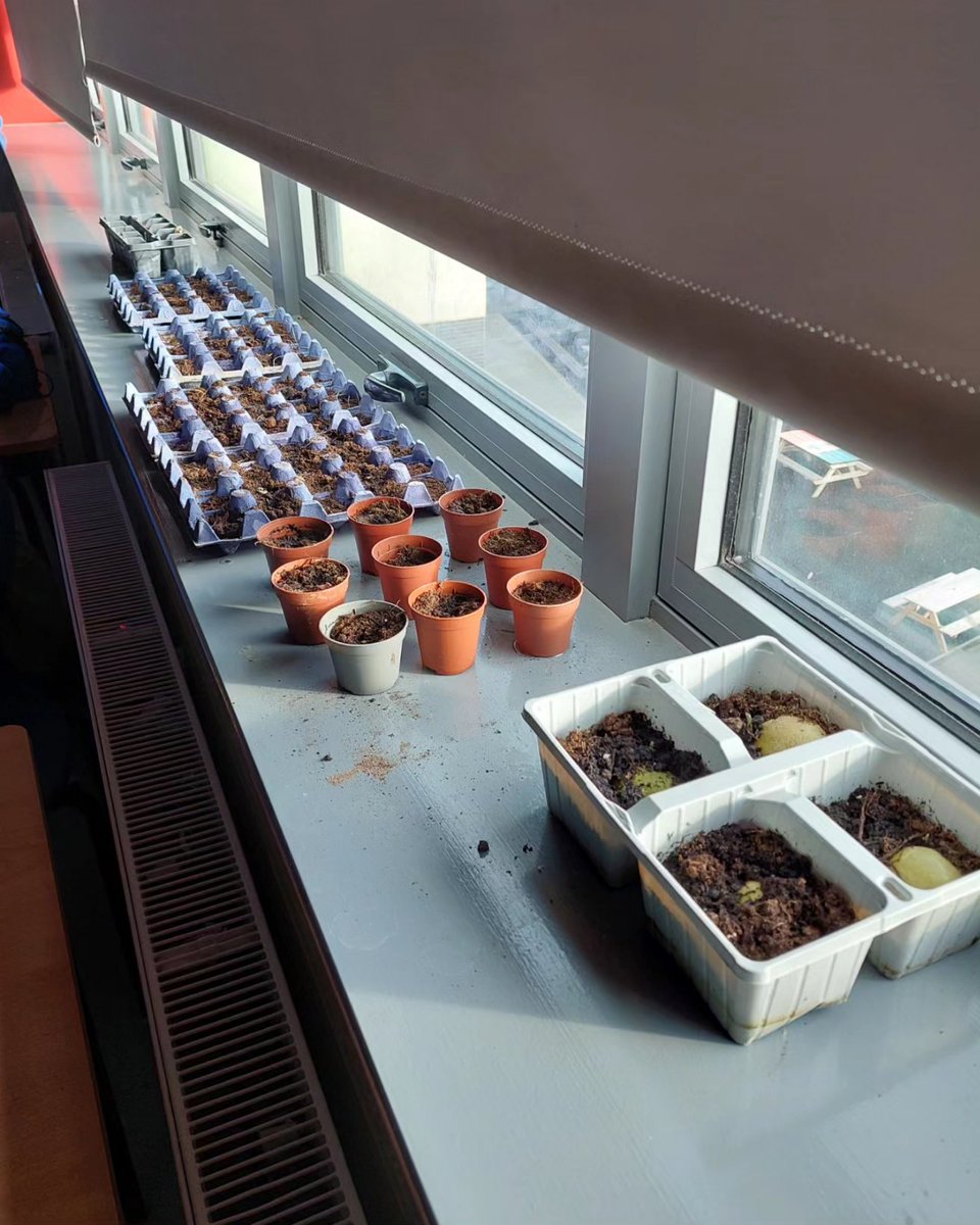 Ardgillan College Climate Action (@ardgillanca) on Twitter photo Our TY Green Schools class planted 100 seeds today!
#Indoorgrowing #ClimateAction #Balbriggan <a href="/GreenSchoolsIre/">Green-Schools</a> Our TY Green Schools class planted 100 seeds today!
#Indoorgrowing #ClimateAction #Balbriggan <a href="/GreenSchoolsIre/">Green-Schools</a>