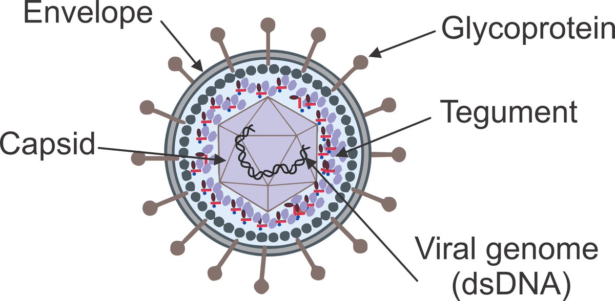 Our most recent review highlights the potential of herpesviruses as vaccine vectors. Congrats Mohamed Kamel and Rachel Munds on the publication. <a href="/PurdueABE/">PurdueABE</a> 
The Quest for Immunity: Exploring Human Herpesviruses as Vaccine Vectors mdpi.com/2553398 #mdpiijms via <a href="/IJMS_MDPI/">IJMS MDPI</a>