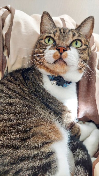どうでもいいけど、猫の鼻ってしいたけの断面だよね