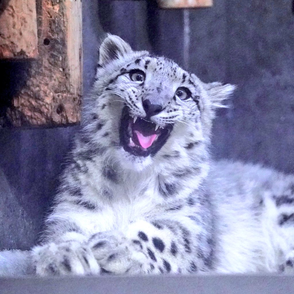 にゃは💕
#ユキヒョウ #いしかわ動物園 
#snowleopard #ヒメル