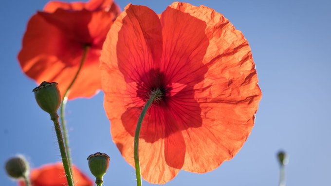 A photo of two red poppies with the sun shining on them. Blue sky is in the background.
