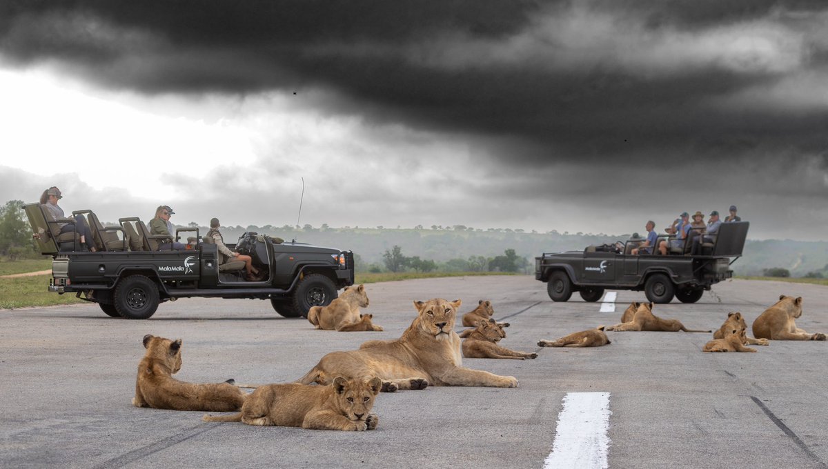 The Kambula pride rests on our airstrip as inclement weather rolls in 🦁 ☁️ 

#meetsouthafrica #southafrica #nature #wildlife #photosafari #luxurysafari #africansafari #travel #explore #wildlifephotography #kambulapride #lions #lion #safari