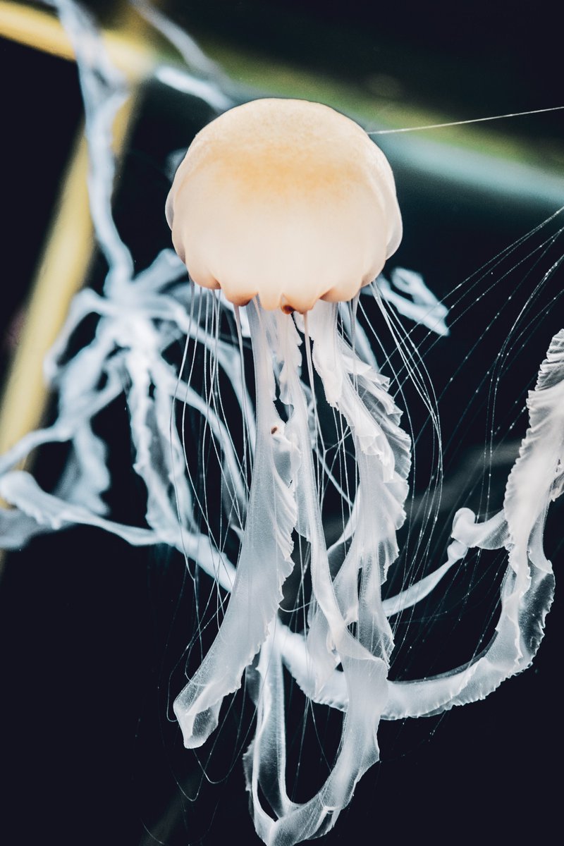 soft sea nettle ♡