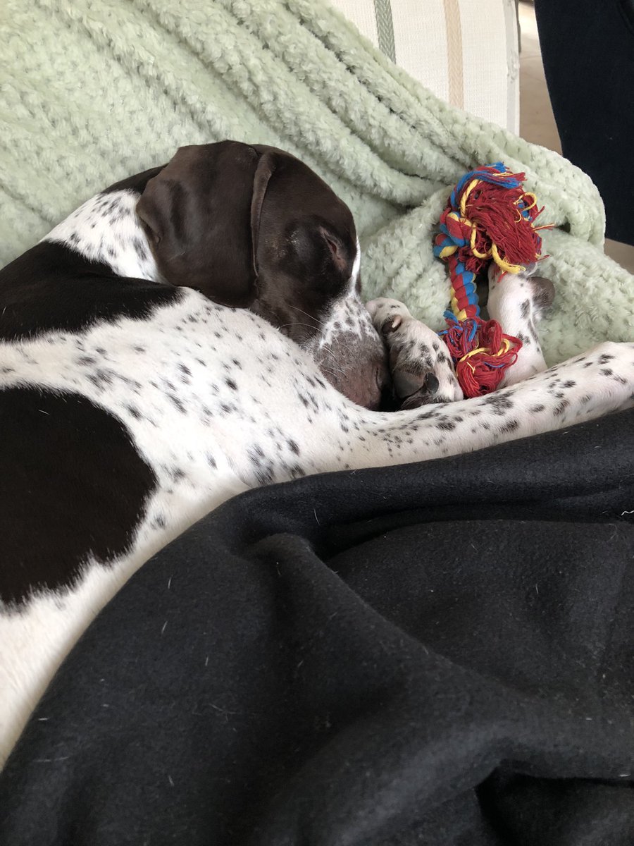 christie_writes's tweet photo. Instead of celebrating Bond Crushed release day, I have been looking after a poorly puppy 😢 https://t.co/0WddYl8rwv