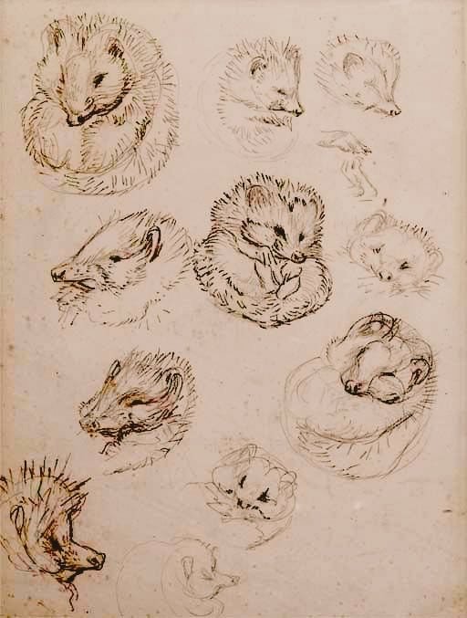 Sketches for Mrs. Tiggy-Winkle, 1905 by Beatrix Potter #WomensArt