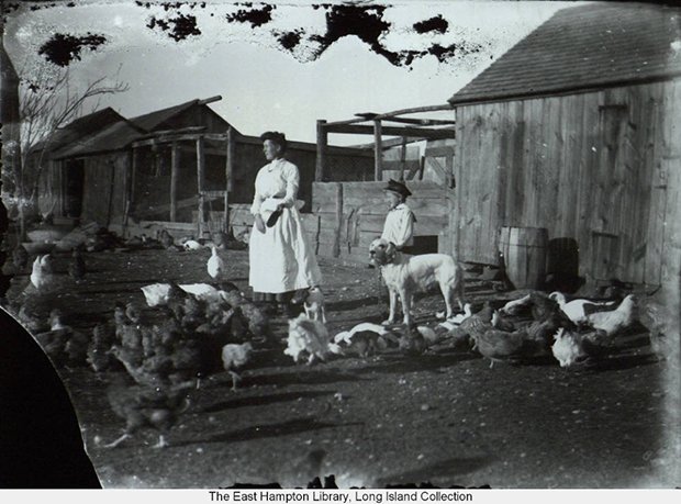 YourPotluck's tweet image. South Fork Farm, 1902. A woman feeds chickens, with a young boy and dog, on a farm somewhere on the South Fork of Long Island. Photo courtesy of Amagansett Historical Assoc., E. Hampton Library. Long Island Collection. #ThrowbackThursday #southfork #LongIsland #LIHistory #NewYork