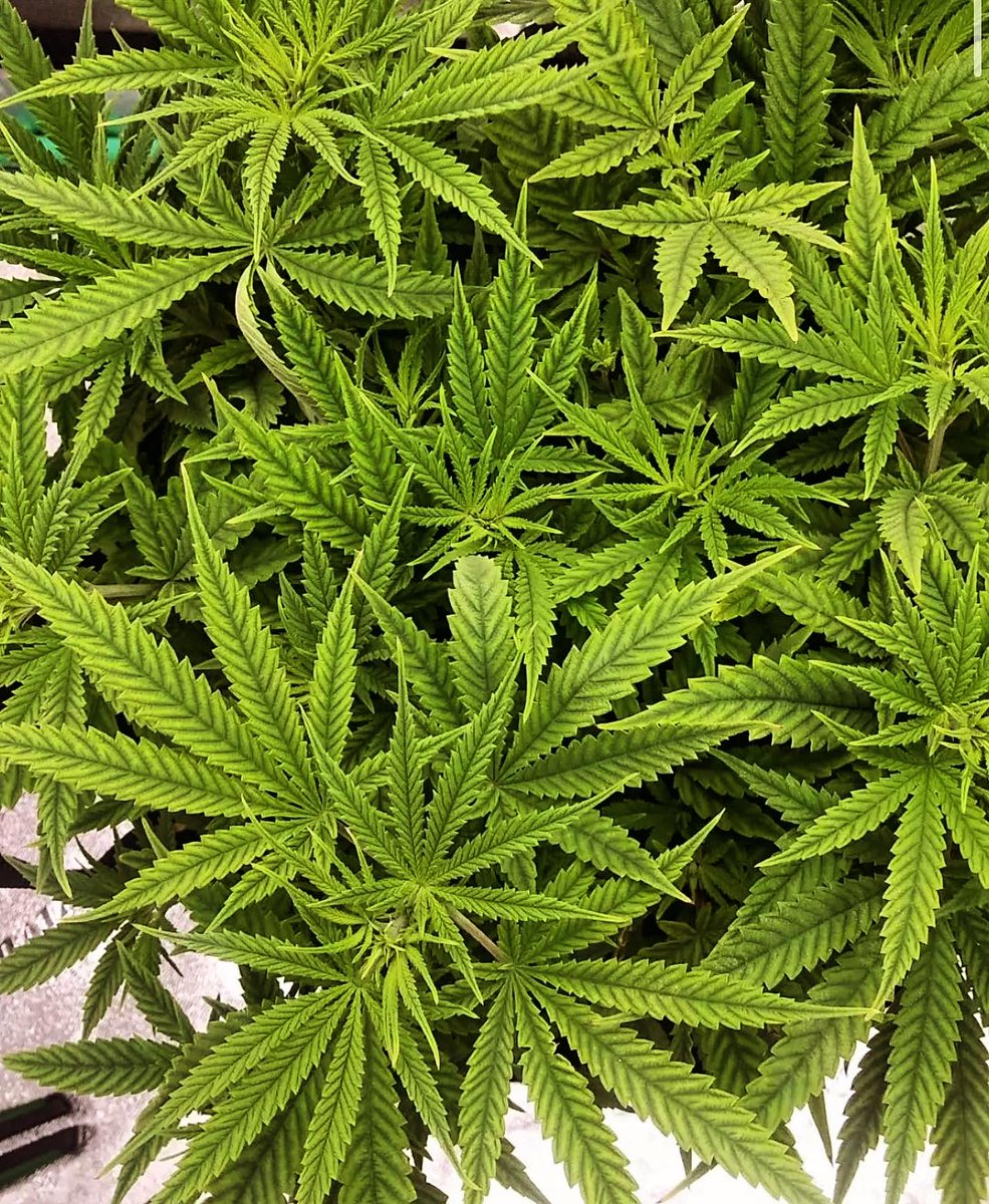 beaverseeds's tweet photo. GRAPE APE 🍇🦍 Customer photo taken by @d.i.r.t_life_originoo_grower 📸 Amazing grow and we are excited to see the final results!! 💨🌱🍇💜🦍
…..
Don’t miss out on our BUY ONE GET ONE FREE SALE ON SELECT 5 PACKS 🦫🌱🇨🇦
——
#beaverseeds #sale #grapeape #indica #feminized #seeds https://t.co/9ReHJnnrRd