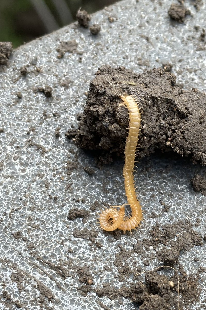 Snake centipedes (Stigmatogaster subterranea) indicate the community garden ecosystem is in great health 🙂🌱 #wildlifefriendly #sustainable #communitygarden #scarborough