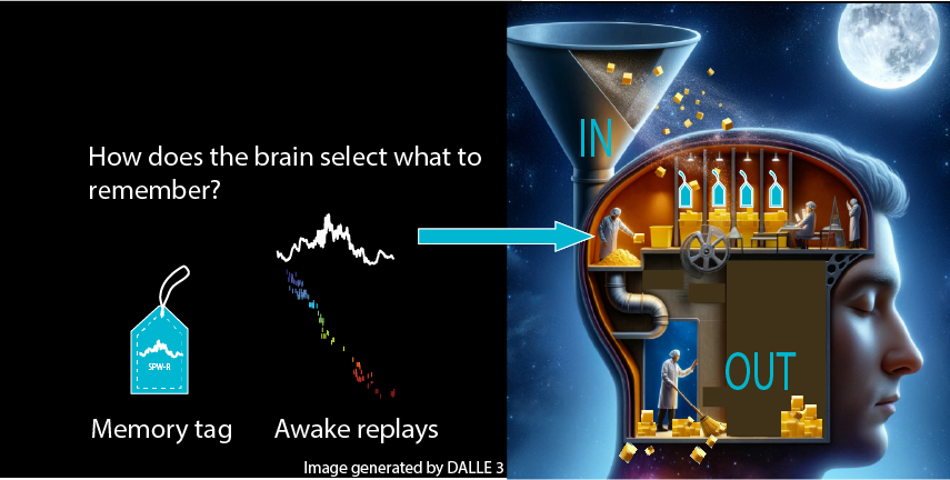 🔥 How does the brain select what to remember? Our new work sheds light on the brain's mechanism for memory selection, uncovering a relationship between awake and sleep replays. Come check our Buzsaki lab poster at on Nov 12th (1PM-5PM EST)! Bord #SS17, PSTR174.13             1/