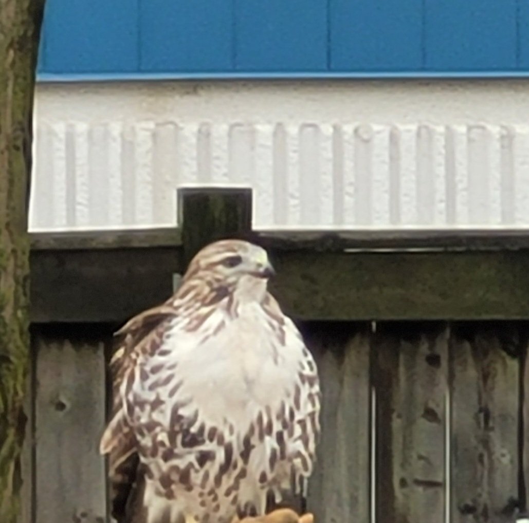 Outdoor Education at its finest! A cool surprise for students @AvilaDPCDSB at first recess! Most students observing said it's a hawk!! @DPCDSBSchools @breacorbet