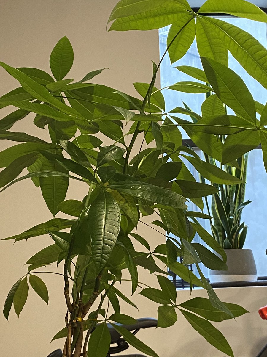 glennEmartin's tweet photo. Show me your favorite plant. 🌱 https://t.co/KKdfVlQCGe