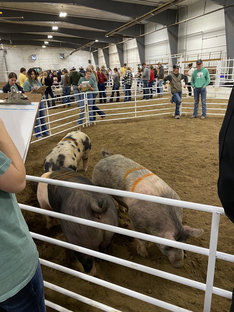 Livestock judging took place yesterday. Results aren’t final yet.