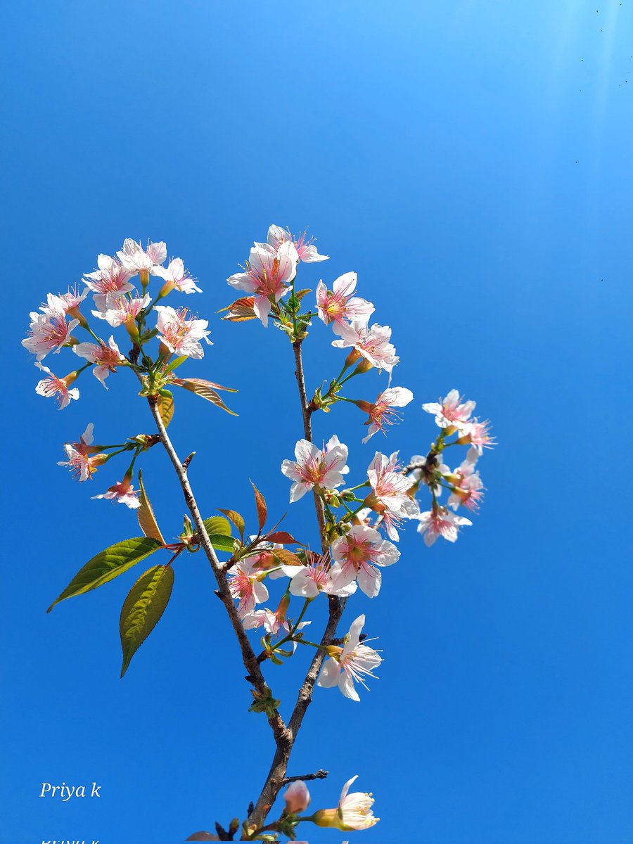 The Himalayan Cousin of Cherry Blossoms 🌸🍒 - A Different Bloom, Equally Beautiful.
#thursdayvibes #thursdaymorning #Uttarakhand #UttarakhandFoundationDay