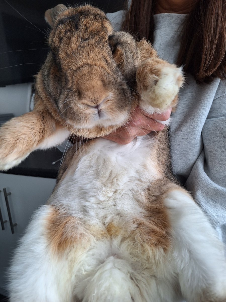 Milo on the mend 🐇