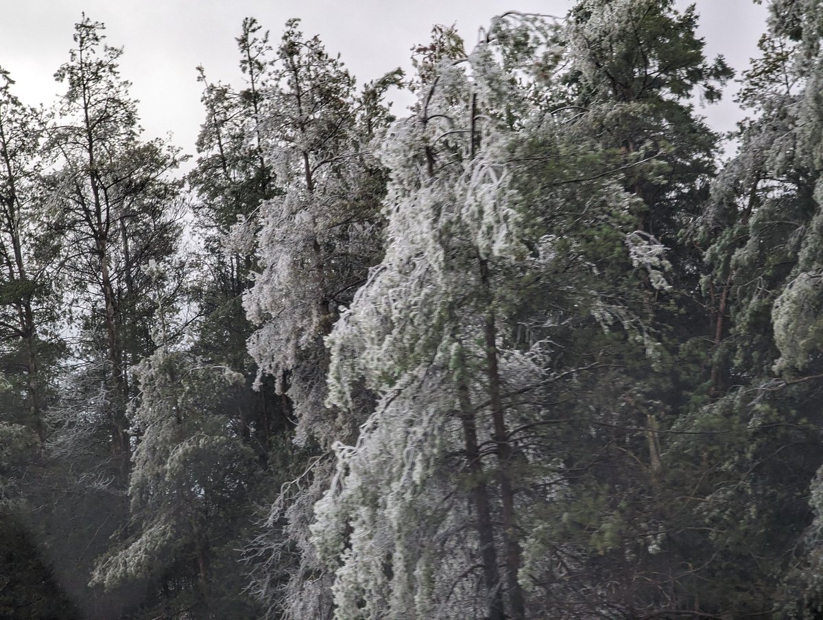 Good solid +20mm of ice accretion in the Grey Highlands #ONStorm