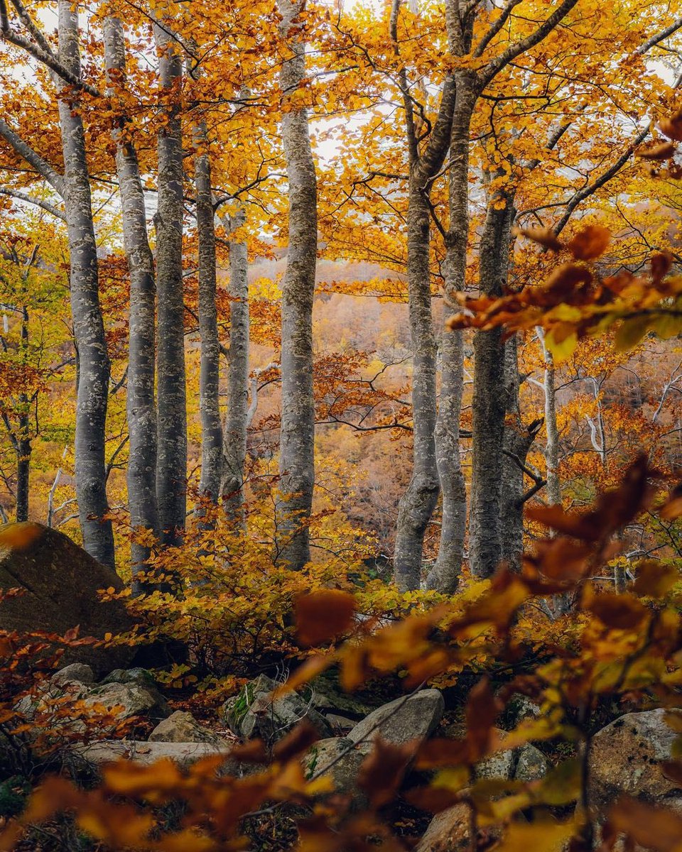 ModenaDintorni's tweet photo. ๐ #Autunno al #LagoSanto Modenese
โจ Se siete tra quelli che questโanno non sono riusciti a godersi i magici colori dโautunno al Lago Santo, non preoccupatevi, mettetevi comodi, e godetevi queste foto!
Foto di Max Lazzi e Ivan Selva https://t.co/2k9ZLEHGfb
