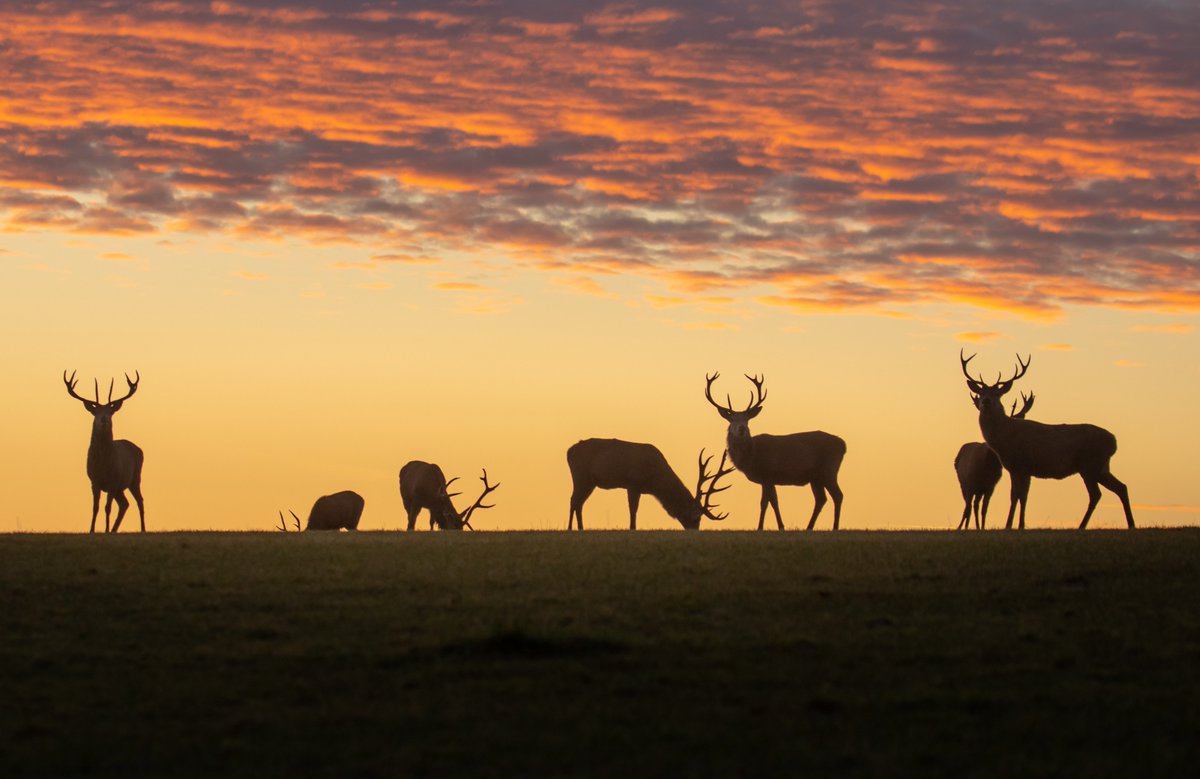 Our Alfred Vowles competition, produced an incredible variety & standard of photographs to choose from.  1st place goes to Ralph Ellis 'Wimblebore Lake at Sunset' 2nd place goes to Paul Marcus 'Robbers Bridge' 3rd place goes to Jochen Langbeing 'Stags under a Mackeral Sky'