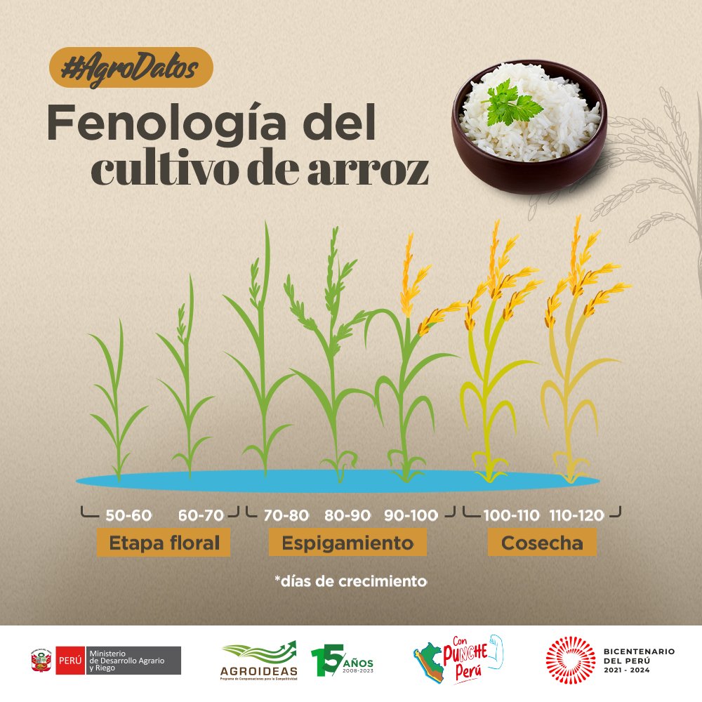 AGROIDEASPeru's tweet photo. #AgroDatos 🤓 | ¿Conoces la fenología del cultivo de arroz? 🤔🎋
✔️Te contamos cuáles son en la siguiente gráfica. ⬇️ https://t.co/refOl8H17C