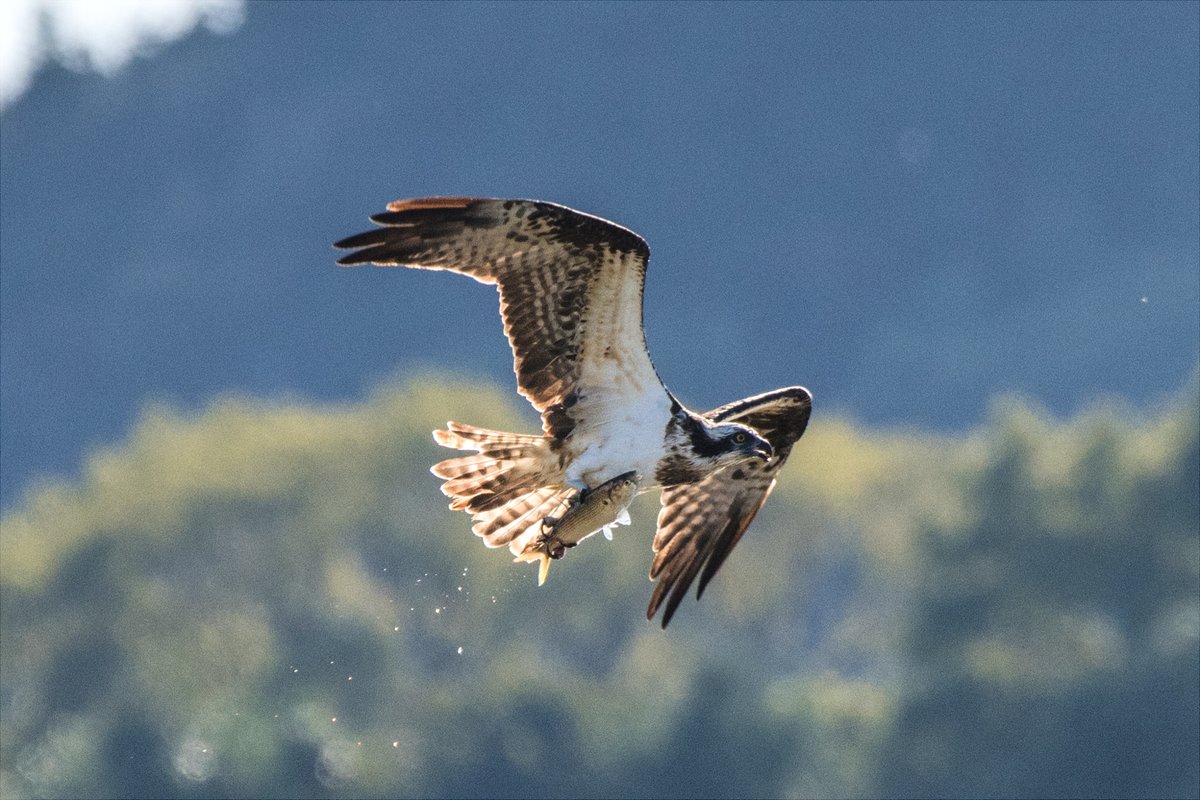 原稿で部屋にカンヅメになってたときに
窓から撮ってたミサゴ写真ストック 