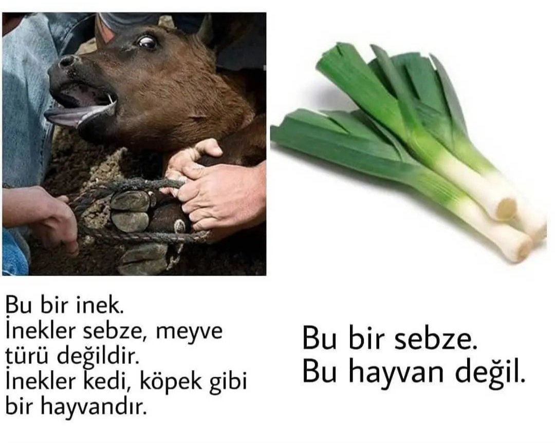 Hayvanları sevdiğini, hayvanları önemsediğini, hayvanların hayatlarının değerli olduğunu söyleyen ama bazı hayvanları gördüğünde onun hayvan olduğunu anlayamayan, hayvanlarla bitkileri ayırt edemeyenler için çok önemli bilgilendirici bir paylaşım yapıyoruz bugün.