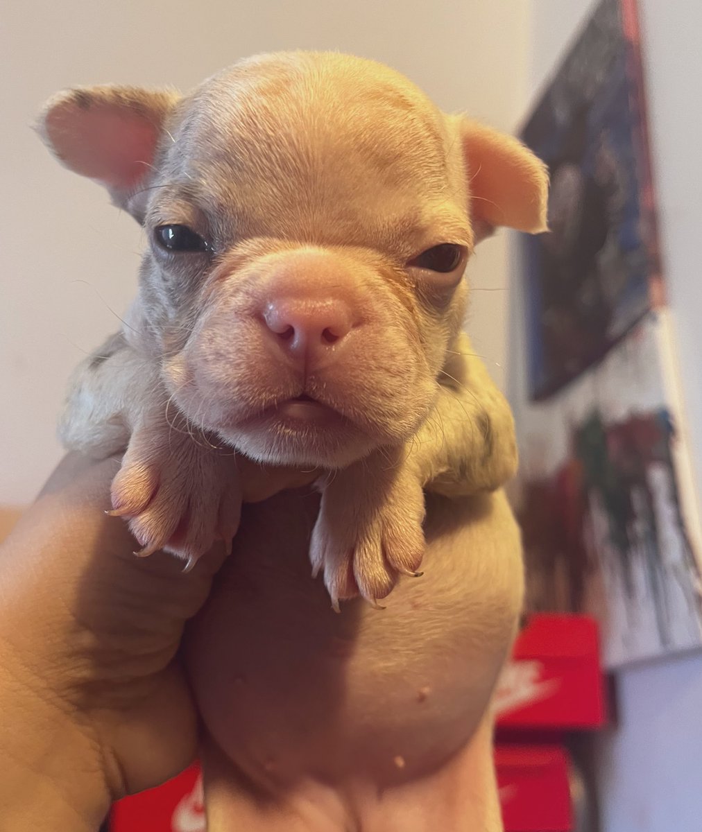 WeldsMemo's tweet image. Sleepy head