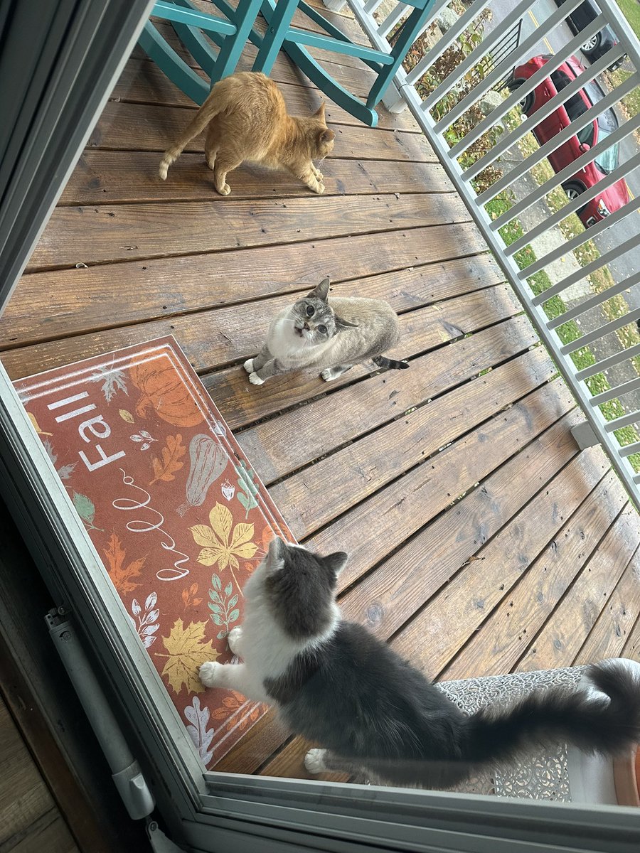 AndreaSiders9's tweet photo. The cat distribution system is getting out of hand https://t.co/ilAohUdZIH