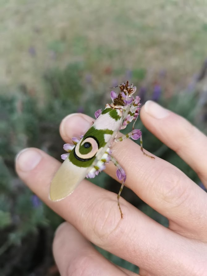 Flower mantis, Pseudocreobotra wahlbergi.