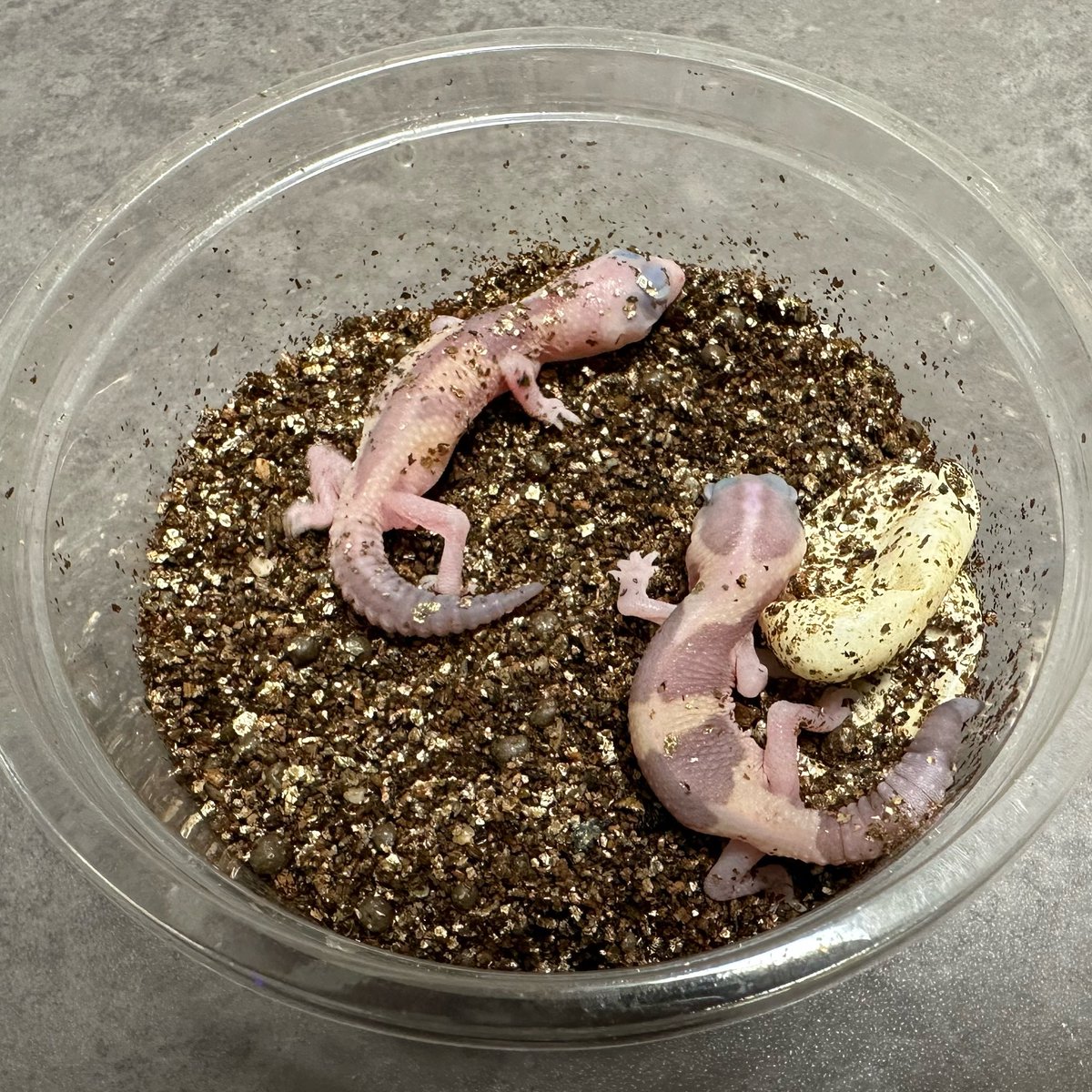 Reptiles02's tweet photo. Whiteout Amel het Zulu × het Amel Zulu

2023.9.24 4クラッチ目
2023.11.7 ハッチ（54日）

WO Amel Zulu 2匹目🤩

#ニシアフリカトカゲモドキ #ニシアフ #ニシアフ繁殖 #ニシアフ好きな人と繋がりたい #爬虫類 #fattail #ファットテール #fattailedgecko #アメルズールー https://t.co/exdbJjZgFH