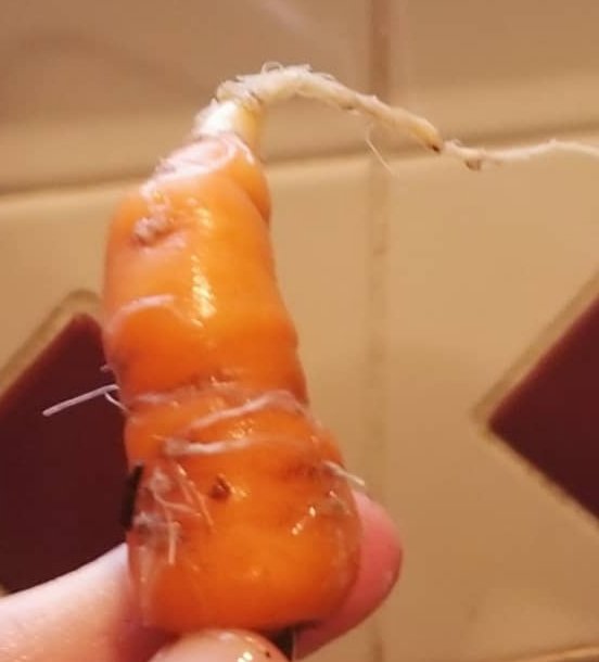 JulieBorowski's tweet photo. This is a carrot I grew. I'm starting to think that division of labor has its perks. https://t.co/Nb0Qm49b3R