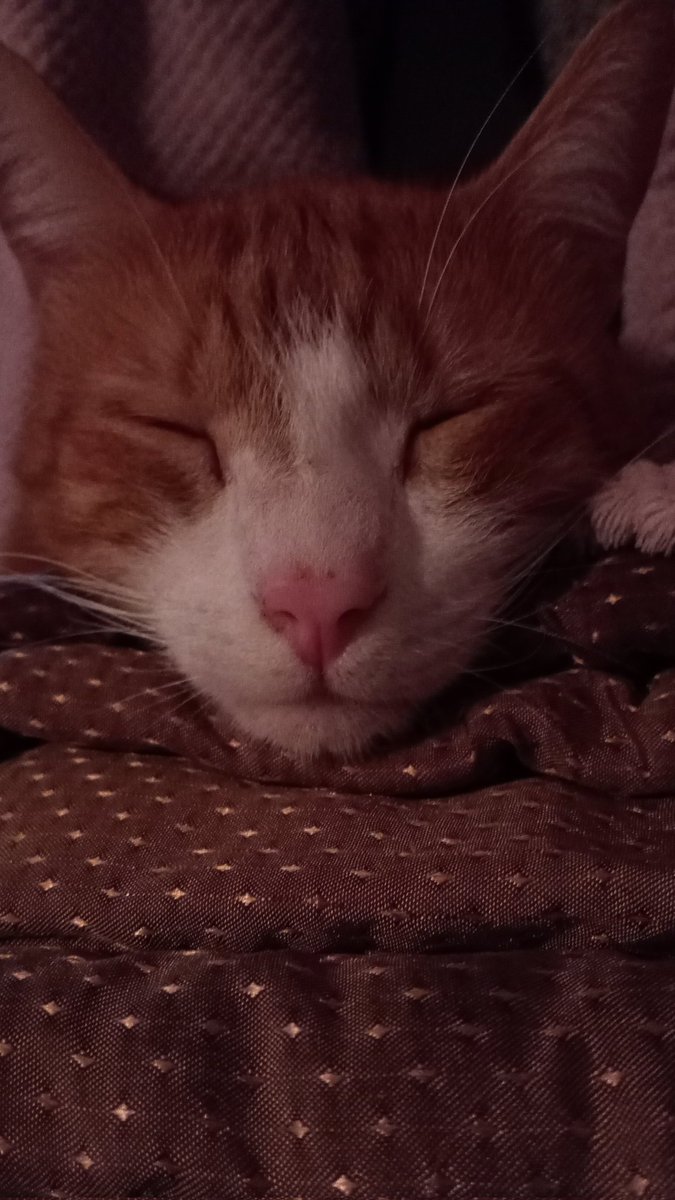 vasy13ionela's tweet photo. #20231109 , #Joshua , #Shua , #cat , #kitten , #kitty , #tomcat , #orangekitten , #pet , #sleepymode #🐾 #🐈 #🐱 #📱 #📷 #📸 https://t.co/912UXFBOYz