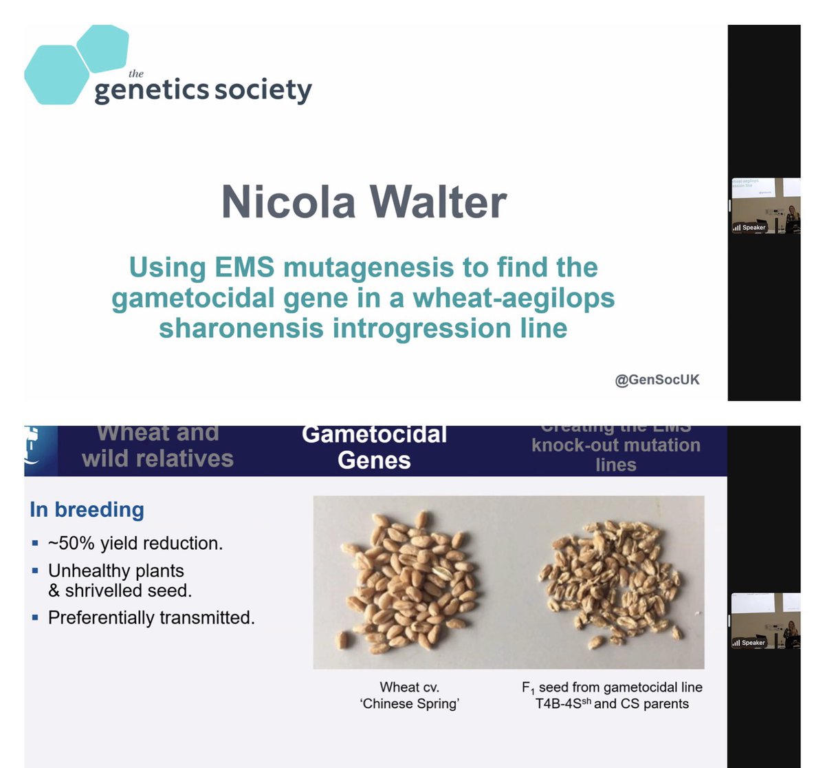 So proud of my PhD student Nikki @NikkiW_Hortic who gave a fantastic talk today on her work on gametocidal genes @GenSocUK conference on the genetics of future food production. Funded by @nottm_bbsrc_dtp and @BBSRC @UoNBiosciences @PlantSciNottm @Notts_WRC #introgressiomics