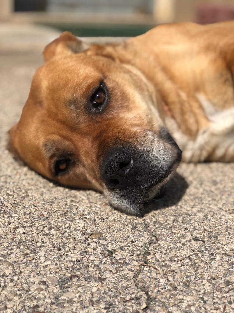 Questa è la scena che ci ritroviamo davanti agli occhi ogni mattina,un box pieno di sangue il box di Miura. Lei è al limite  un cane dolcissimo che non ha accettato questa condanna e si ferisce anche il corpo cercando di uscire da lì. 
È straziante😓info 3476089257 Ldc TRANI