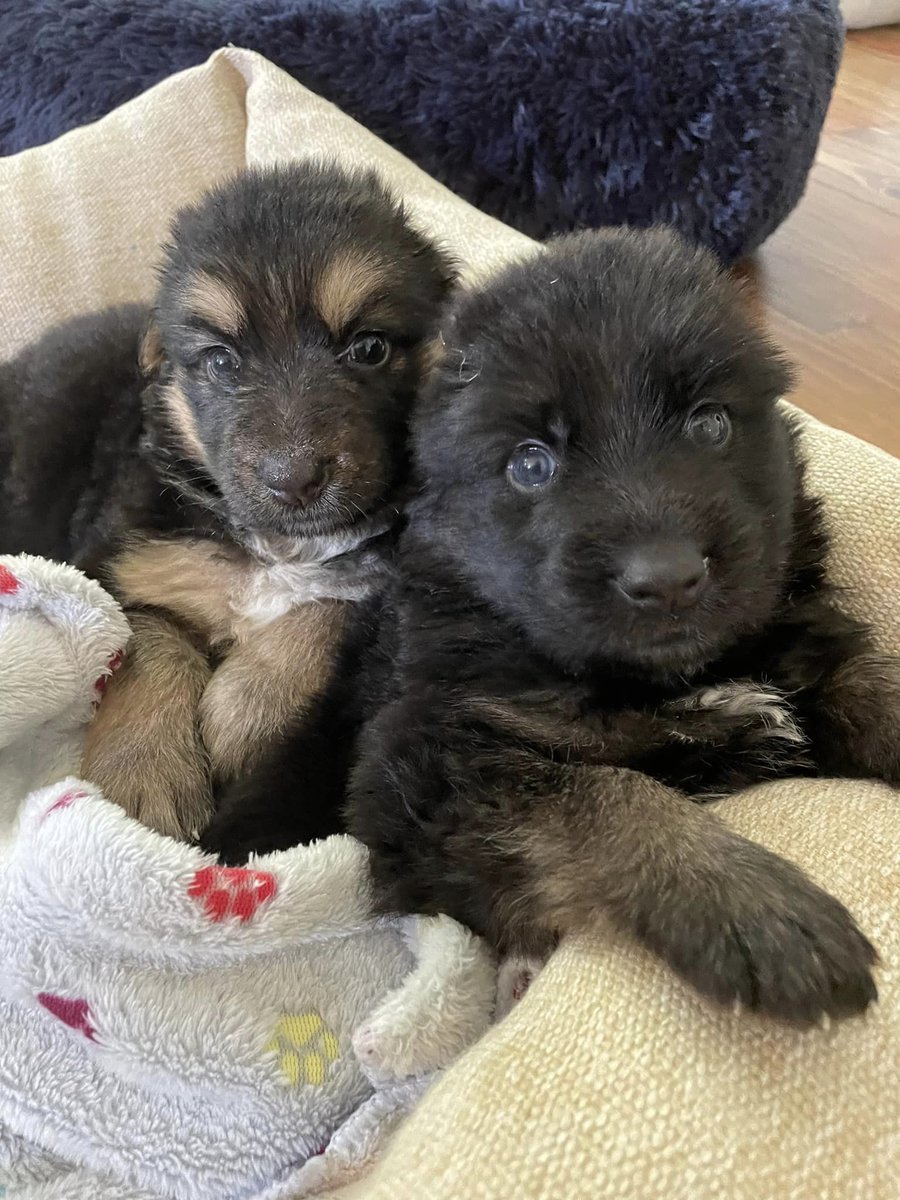 KY Humane Society tweet media