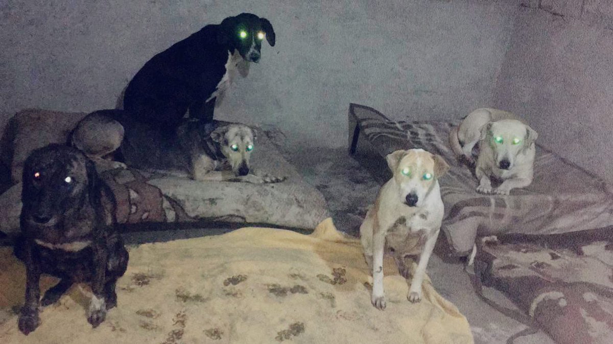 laps_zeba's tweet photo. Ladoo will not share her bed with anyone,itβs getting cold and we are short of blankets if you have any old blankets please bring them to the shelter,or help us buy more,like everything else they have raised the price of blankets also π‘
#blanketsneeded #donate #support https://t.co/Ar4LrvIBbP
