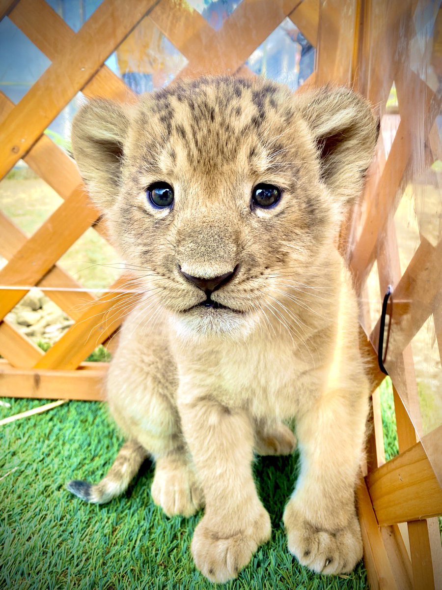 かわいすぎるライオンベイビーズ。 かわいすぎて見せるのもったいない