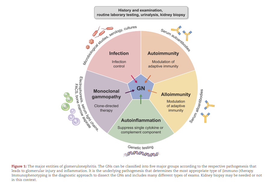 NDTsocial's tweet photo. 📢Selected from our new Supplement on 

"Novel diagnostic and therapeutic perspectives for immune-mediated kidney diseases":

The five types of glomerulonephritis classified by pathogenesis, activity and chronicity (GN-AC)

🔓https://t.co/IMFLcXdFZv https://t.co/Bzcg94zirC
