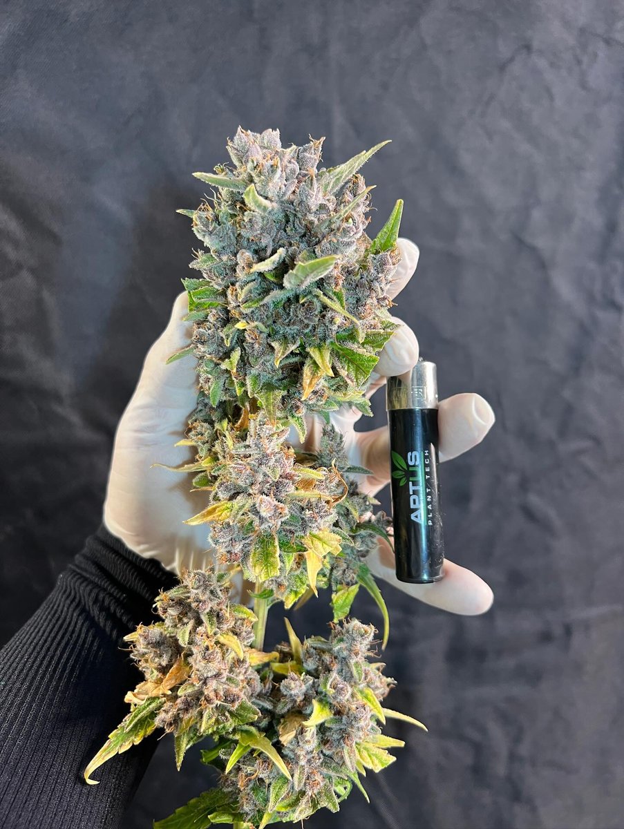 Fast_Buds's tweet image. 🚨New giveaway!🚨
We are giving away:
+ 10 seeds of the award-wining Fast_Buds
 genetics  that are available on our official website
+ Epic Hoodie
+ Eco-friendly 420 Jar
+ Those special 420 Socks😉
+ Grower Gloves
+ Geotextile Pot
🚨Rules~
• Follow fast_buds
 
• Tag 3 friends…