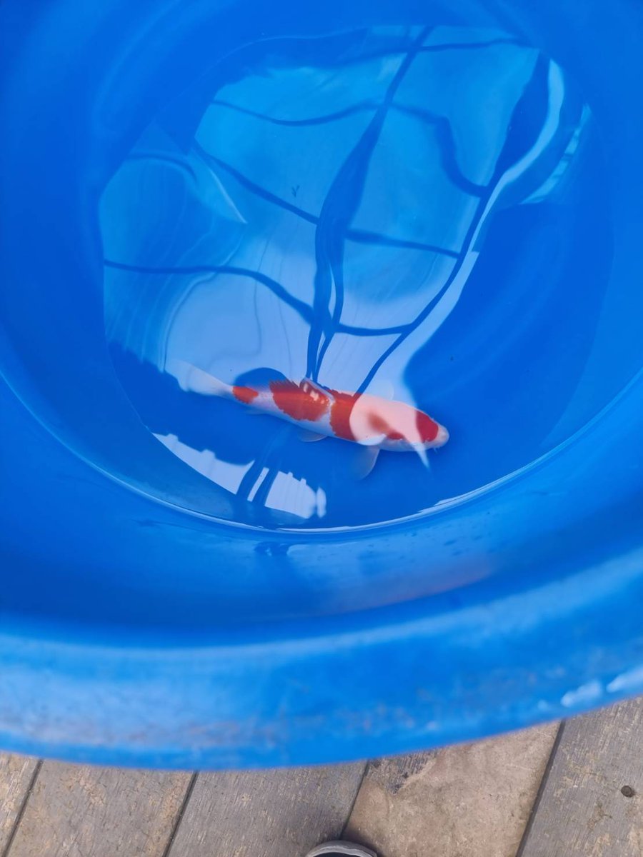 New Koi / Bring life and joy into home / Bangkok Koi Farm "Koikichifishfarm" start @ 5000 Bht each / 2 years old