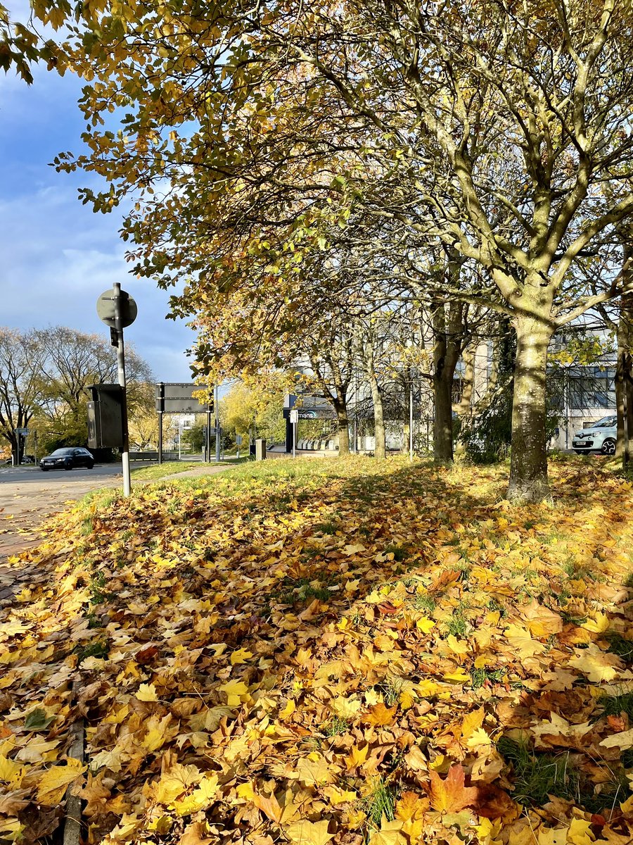 A town centre tree cloaked in gorgeous yellow and gold and colourful leaves carpeting the verges. Autumn can be the most beautiful season #365DaysWild 🍂🍁🌳🫶