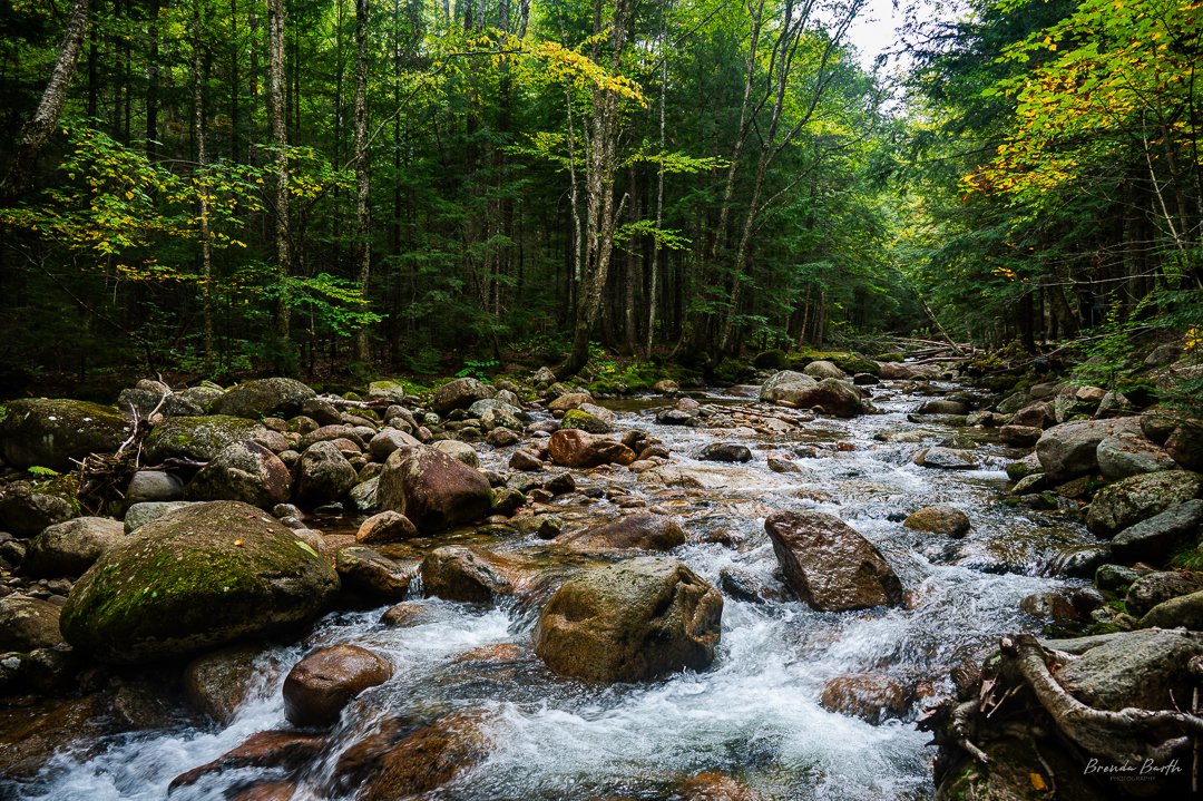 Explore the winding paths of nature and see where it takes you. #nikon #nikonusa #nikonz6ii #nikonphotography #nikonphoto #nikonoutdoors #explore #exploremore #neverstopexploring #hiking #alltrails #outside #optoutside #landscape #travelphotography #naturephotography