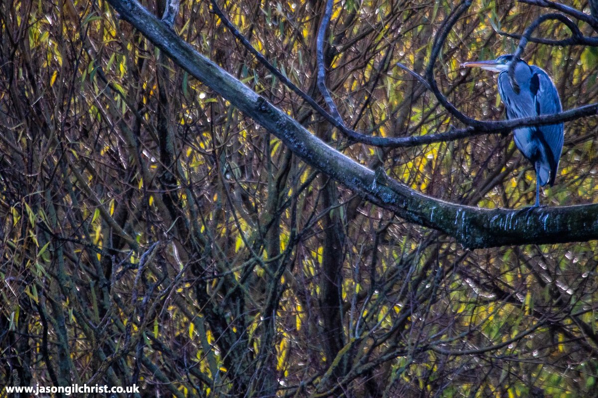 Grey heron Ardea cinerea Amongst autumn leaves Lochend Park Edinburgh Scotland #GreyHeron #Ardeacinerea #heron #BirdPhotography #birdwatching #TwitterNaturePhotography #TwitterNatureCommunity #OutdoorPhotography #StormHour #ThePhotoHour #LochendPark #Leith #Edinburgh #Scotland