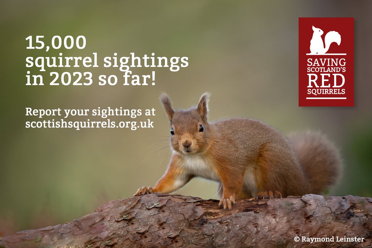 Fantastic news, we've had 15,000 squirrel sightings recorded so far in 2023! 🥳🥳🥳

A huge thank you for reporting your sightings - they are key to red squirrel conservation efforts and make all the difference 🥰🐿

Record all grey or red squirrels here: bit.ly/3OR7fc8