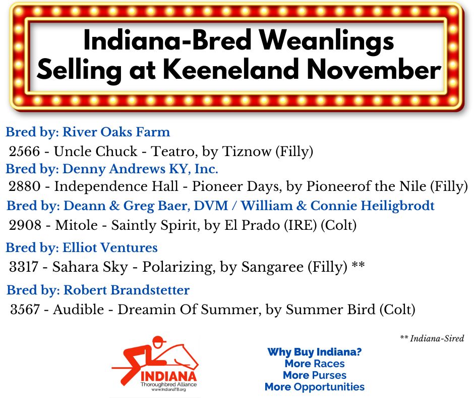 IndyTBAlliance's tweet photo. #INDbred weanlings offered at #KeeNov are featuring some star-studded pedigrees!! Eligible for more racing opportunities @HSIndyRacing, earn more ๐ธ in purses & incentives with @INThoroughbred. #INHorseRacing https://t.co/pasYR7DHtp